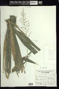 Setaria paniculifera image