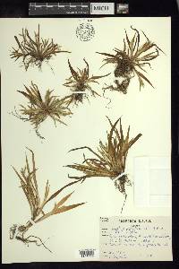 Paspalum prostratum image