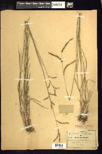 Paspalum plicatulum image