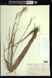 Paspalum plicatulum image