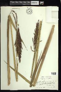 Paspalum virgatum image