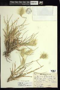 Pennisetum villosum image