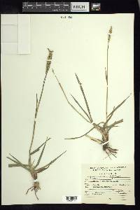 Paspalum notatum image