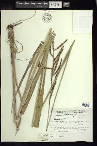 Paspalum virgatum image