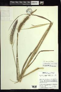 Pennisetum setosum image