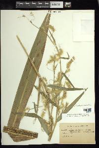 Pennisetum tristachyum image