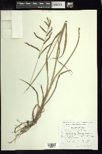 Paspalum plicatulum image