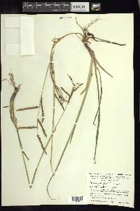 Paspalum plicatulum image