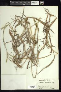 Paspalum pubiflorum image