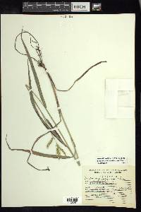 Paspalum pubiflorum image