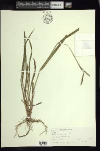 Paspalum melanospermum image