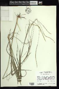 Paspalum pilosum image