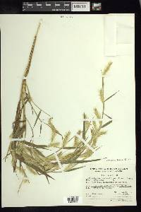 Pennisetum bambusiforme image