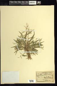 Paspalum prostratum image