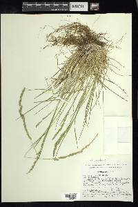 Poa conglomerata image