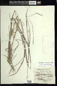 Schizachyrium sanguineum image