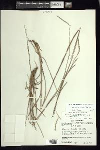 Schizachyrium sanguineum image