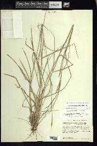 Schizachyrium sanguineum image