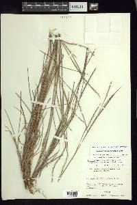 Schizachyrium sanguineum image