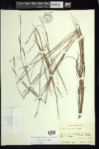 Schizachyrium tenerum image