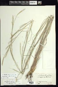 Schizachyrium cirratum image