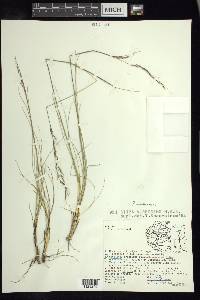 Piptochaetium virescens image
