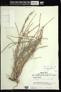 Schizachyrium scoparium var. scoparium image