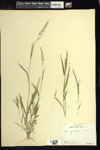 Setaria grisebachii image