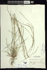 Schizachyrium sanguineum image