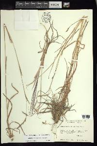 Schizachyrium sanguineum image