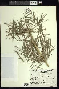Rhipidocladum racemiflorum image