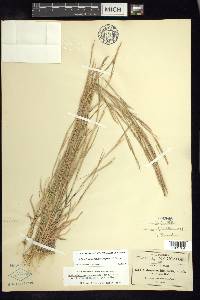 Schizachyrium semitectum image