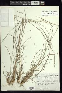 Schizachyrium sanguineum image