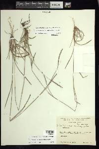 Schizachyrium sanguineum image