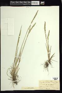 Peyritschia koelerioides image
