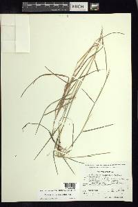 Schizachyrium sanguineum image