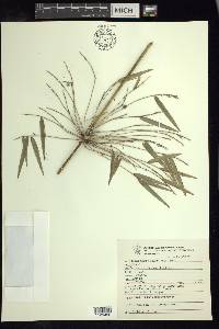 Rhipidocladum racemiflorum image