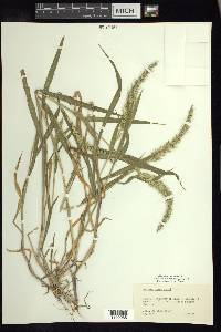 Setaria grisebachii image