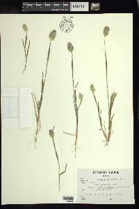 Phalaris caroliniana image