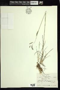 Poa tacanae image