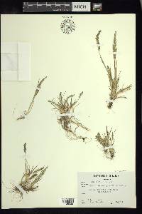 Poa acinaciphylla image