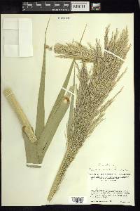 Phragmites australis image