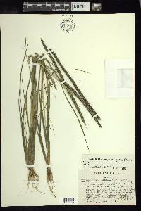 Sacciolepis myuros image