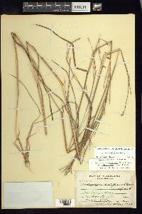 Schizachyrium sanguineum image