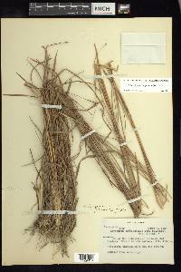 Schizachyrium sanguineum image