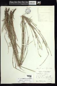 Schizachyrium sanguineum image