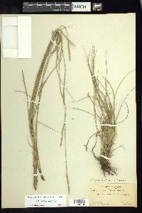 Schizachyrium tenerum image