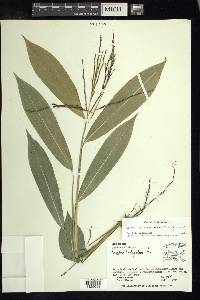 Pharus latifolius image