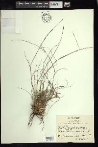 Schizachyrium tenerum image