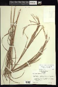 Schizachyrium littorale image